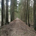 Асино — по следам лесовозной узкоколейки