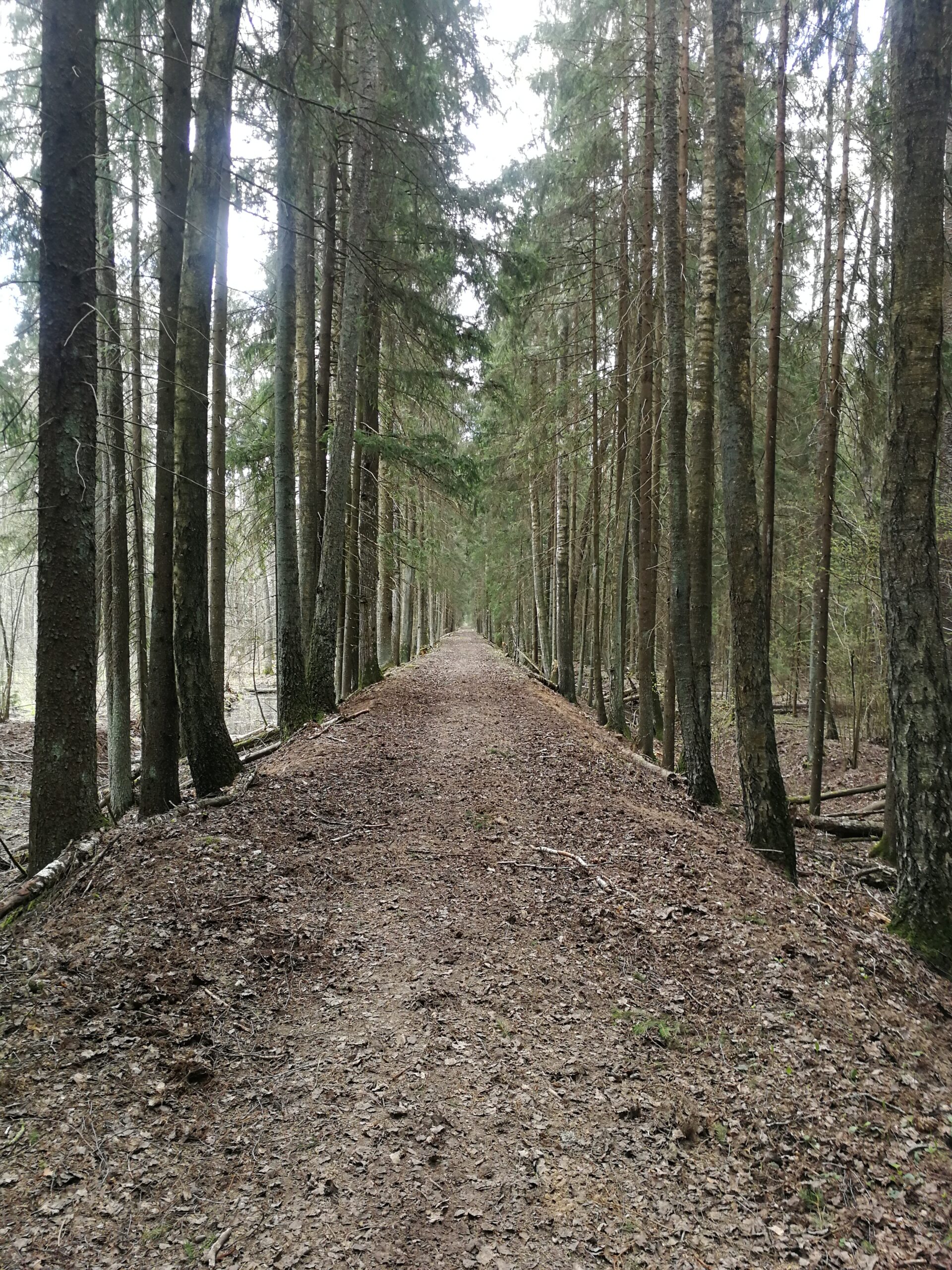 Асино — по следам лесовозной узкоколейки